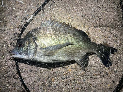 クロダイの釣果