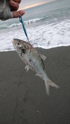 コノシロの釣果