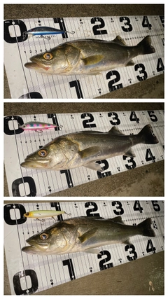 シーバスの釣果