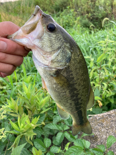 ラージマウスバスの釣果