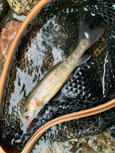 イワナの釣果