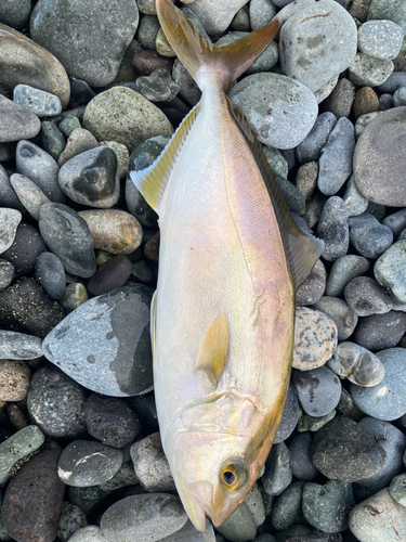 ショゴの釣果