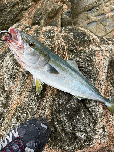 ショッコの釣果