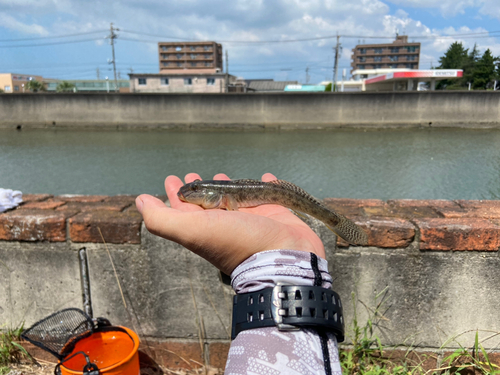 マハゼの釣果