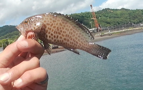 オオモンハタの釣果