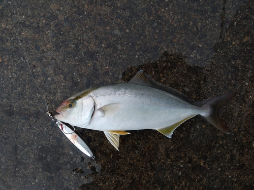 ショゴの釣果