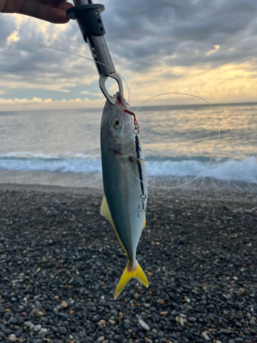 ツバスの釣果