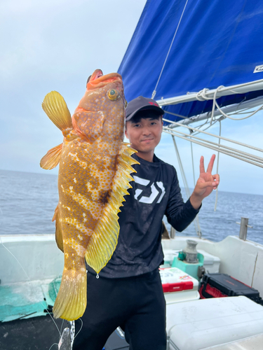 キジハタの釣果