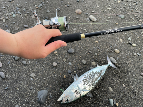 ソウダガツオの釣果