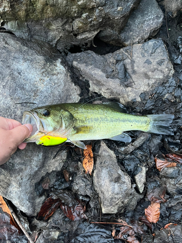 ブラックバスの釣果