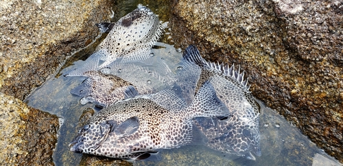 イシガキダイの釣果