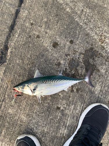 ソウダガツオの釣果