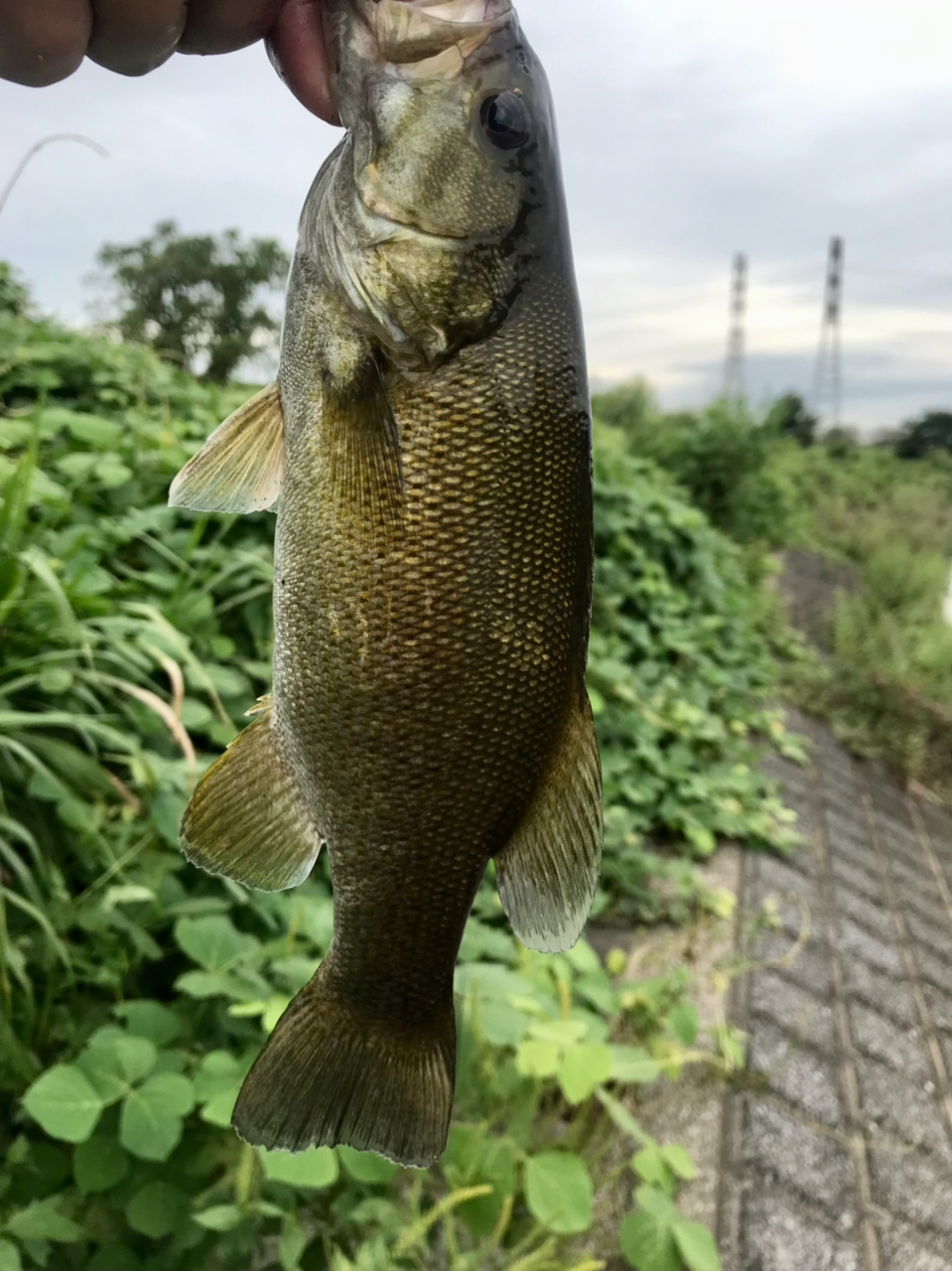 スモールマウスバス