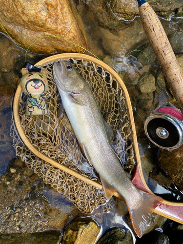 イワナの釣果