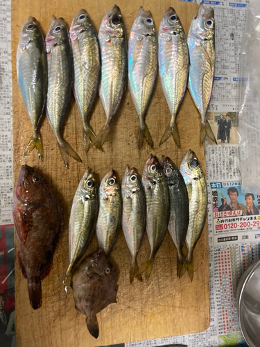 アジの釣果