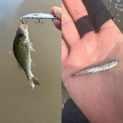 セイゴ（マルスズキ）の釣果