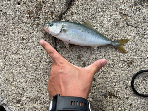 ツバスの釣果