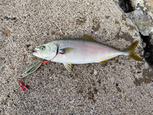 ツバスの釣果