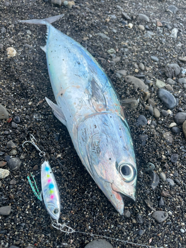 マルソウダの釣果