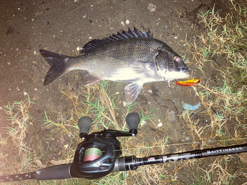 チヌの釣果