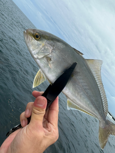 ショゴの釣果