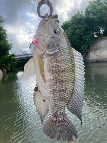 ティラピアの釣果