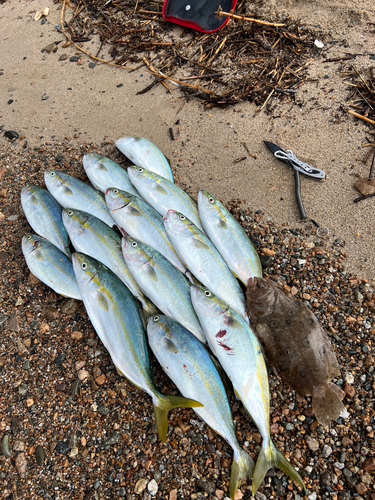 ツバスの釣果