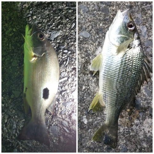 ホシミゾイサキの釣果