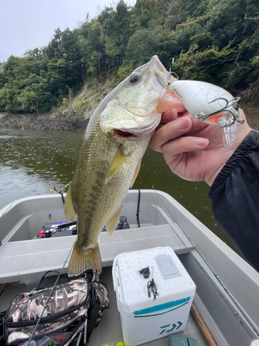 ラージマウスバスの釣果