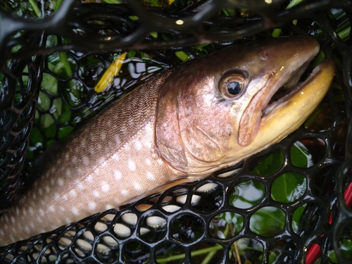 アメマスの釣果