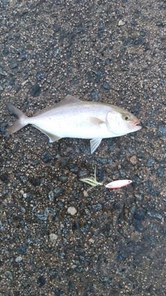 ショゴの釣果