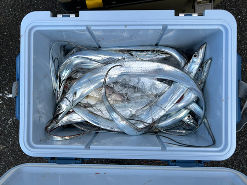 タチウオの釣果