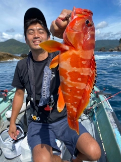 アカハタの釣果