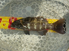 アカジンミーバイの釣果