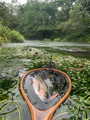 ニジマスの釣果