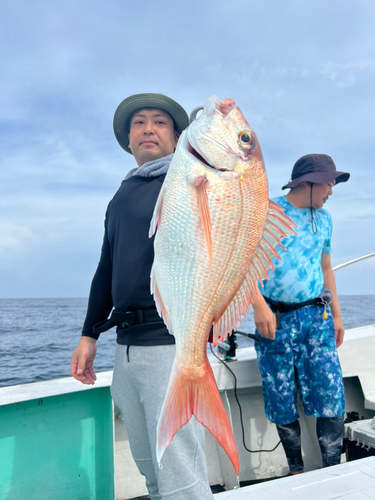 マダイの釣果