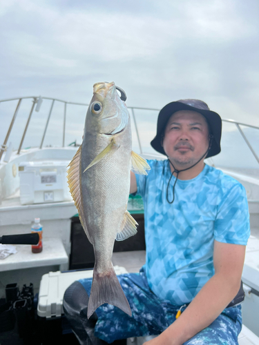 イサキの釣果