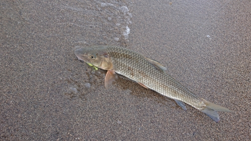 ニゴイの釣果