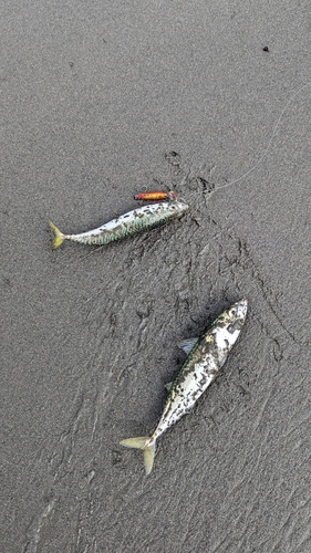 サバの釣果