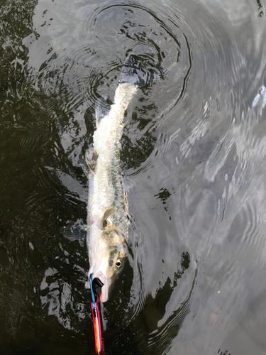 ニゴイの釣果