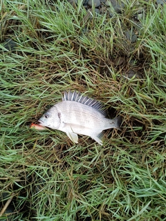 キビレの釣果