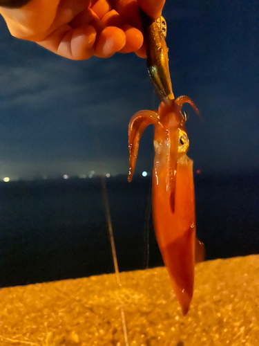 ケンサキイカの釣果