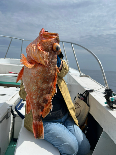 ウッカリカサゴの釣果