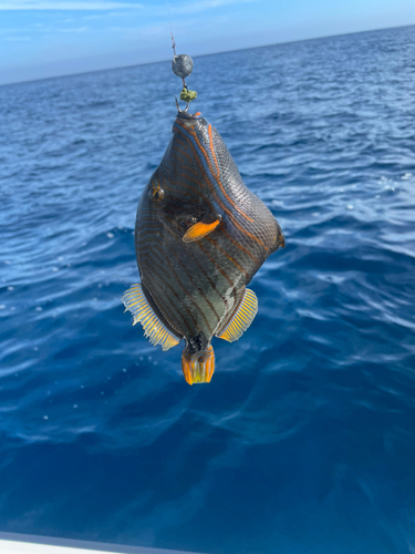 クマドリの釣果