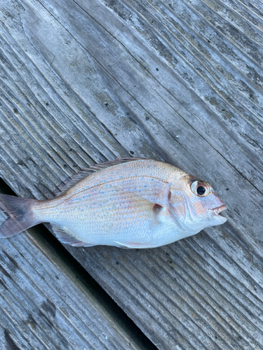 チャリコの釣果