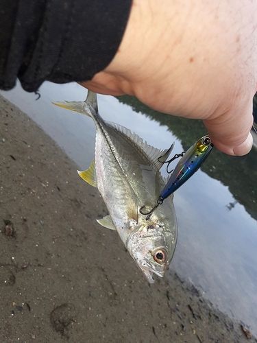 ヒラアジの釣果