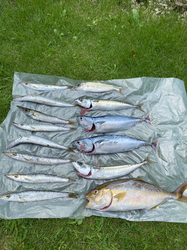 ソウダガツオの釣果