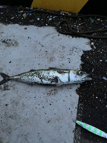 サバの釣果