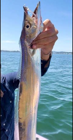 タチウオの釣果