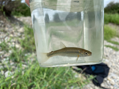 ウグイの釣果